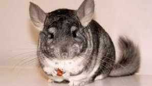 Ako kŕmenie chinchilly doma